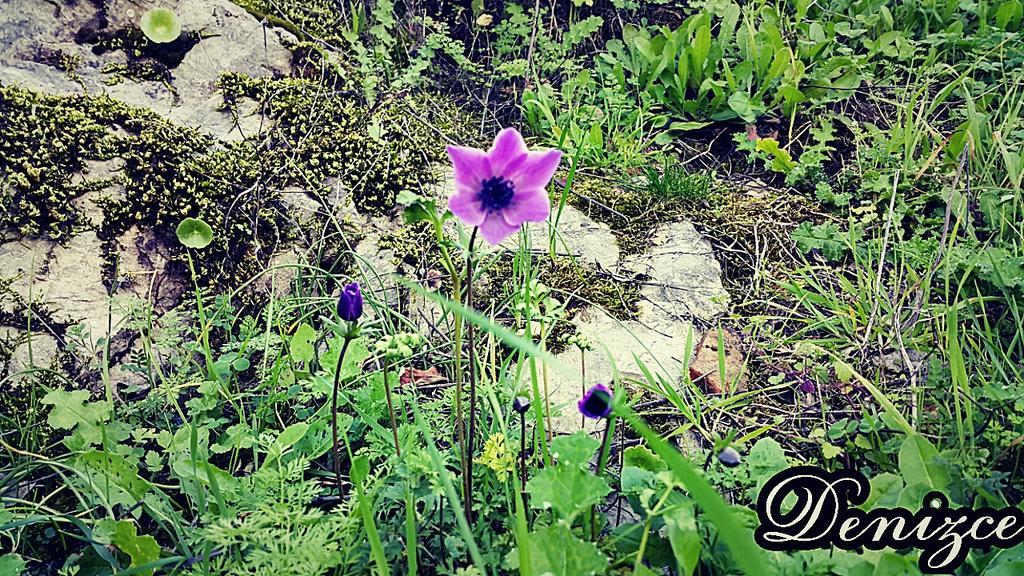 Adrasan Deniz Hotel Екстер'єр фото